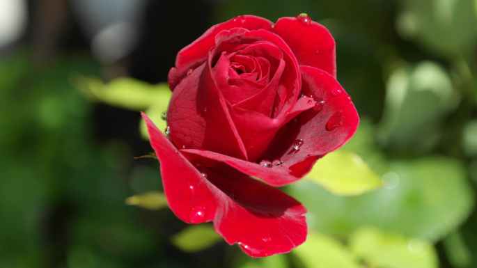rose-red-love-dew-40502.jpeg